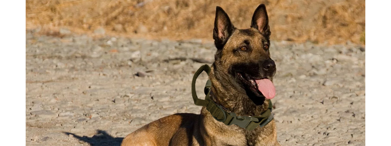 G-FORCE REINFORCED NYLON DOG COLLAR W/ EVA HANDLE - CAMO - Click Image to Close
